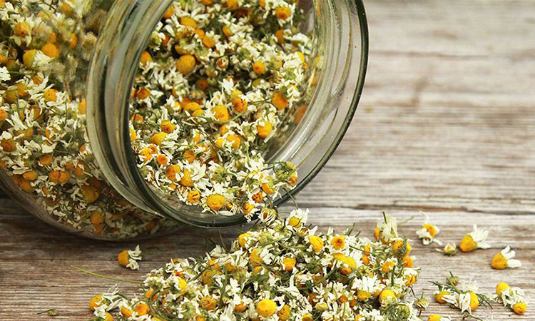 Latest News | Religion/ Treatment of Asthma to Chamomile