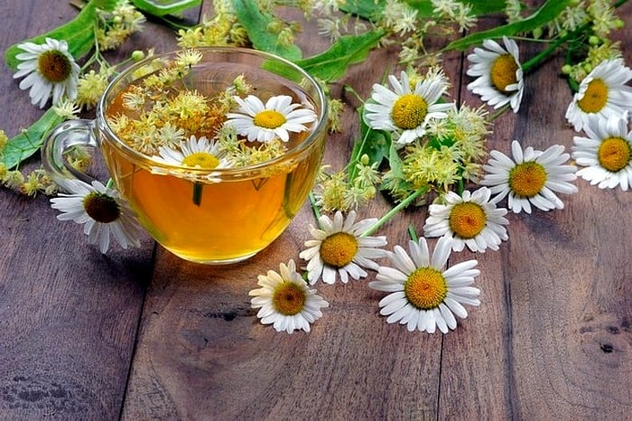 Chamomile Properties are incredible and wonderful + version and method of use