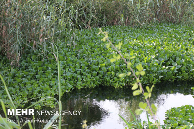 Amazon invasive wetland; Removing blue hyacinth requires credit