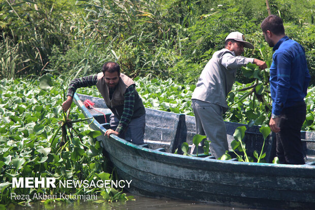 Amazon invasive wetland; Removing blue hyacinth requires credit