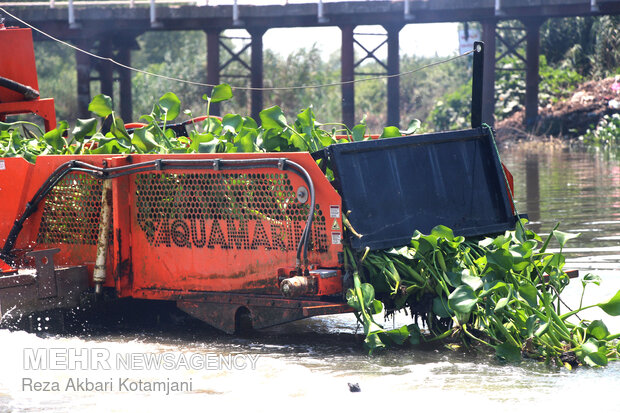 Amazon invasive wetland; Removing blue hyacinth requires credit
