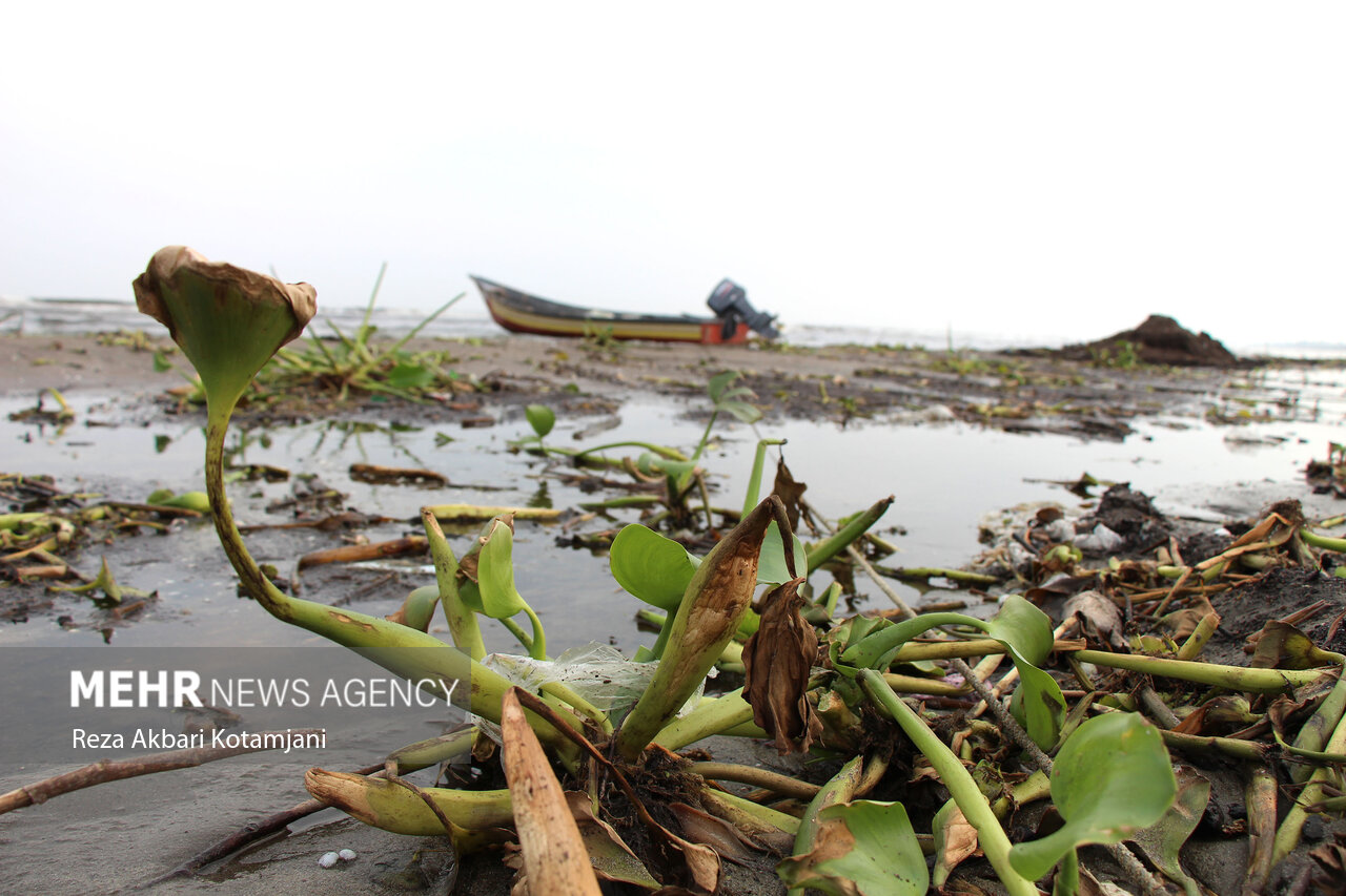 Amazon invasive wetland; Removing blue hyacinth requires credit