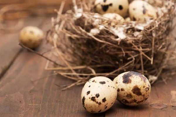 Quail eggs for baby Properties and how to use it for the child