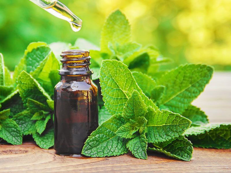 Properties of Pune Oil and the Positive Effects of this Vegetable Oil - Big Oil Oil