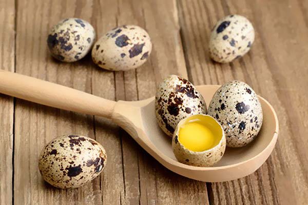 Quail Egg Properties and Disadvantages for Children and Adults - Chicon Shop