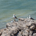 Armenian gulls migrating to Iran’s Lake Urmia