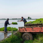Rice planting begins in Gilan