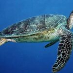 Sea turtles: threats and opportunities